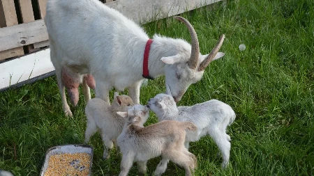 Između snijega i sunca: Priroda tiho šalje znakove da je proljeće stiglo