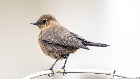 Tajne jutarnje pjesme: Zašto ptice pjevaju u zoru i šta se dešava dok čekaju prve zrake sunca?