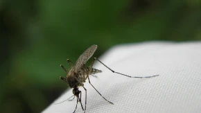 Otkriveno kako komarci biraju "žrtve"