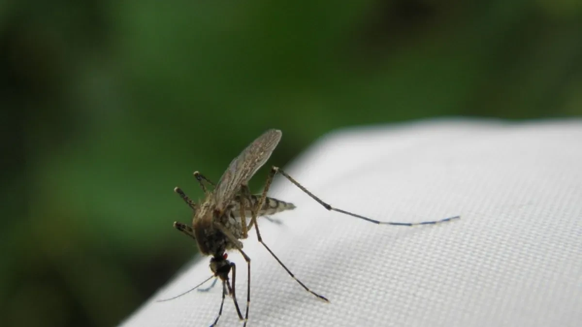 Otkriveno kako komarci biraju "žrtve"