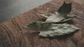 Magična moć drevne biljke: Može li jedan lovorov list zaista privući bogatstvo u vaš dom