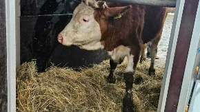 Snijeg srušio štalu i ubio stoku farmeru iz Bosanske Krupe, Verićanka prva pritekla u pomoć