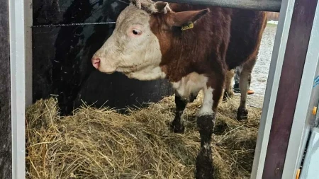 Snijeg srušio štalu i ubio stoku farmeru iz Bosanske Krupe, Verićanka prva pritekla u pomoć