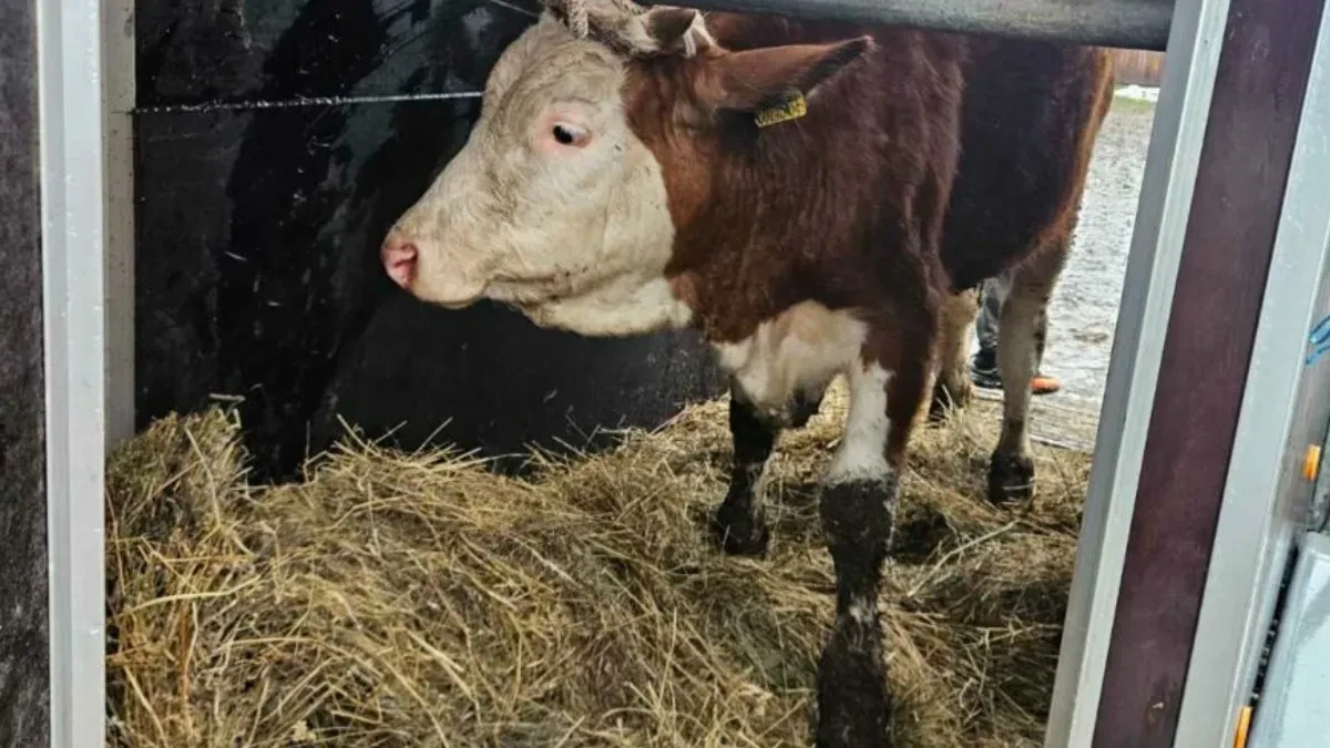 Snijeg srušio štalu i ubio stoku farmeru iz Bosanske Krupe, Verićanka prva pritekla u pomoć