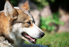 Muškarac povrijeđen bježeći od pasa lutalica kod škole u Banjaluci