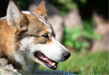 Muškarac povrijeđen bježeći od pasa lutalica kod škole u Banjaluci