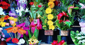 Cvjećare u BiH na meti inspekcije zbog upotrebe zaštićene biljke