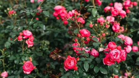 Ovo je tajna bujnih ruža:  Poprskajte ih na vrijeme i uživajte u cvatu cijelo ljeto