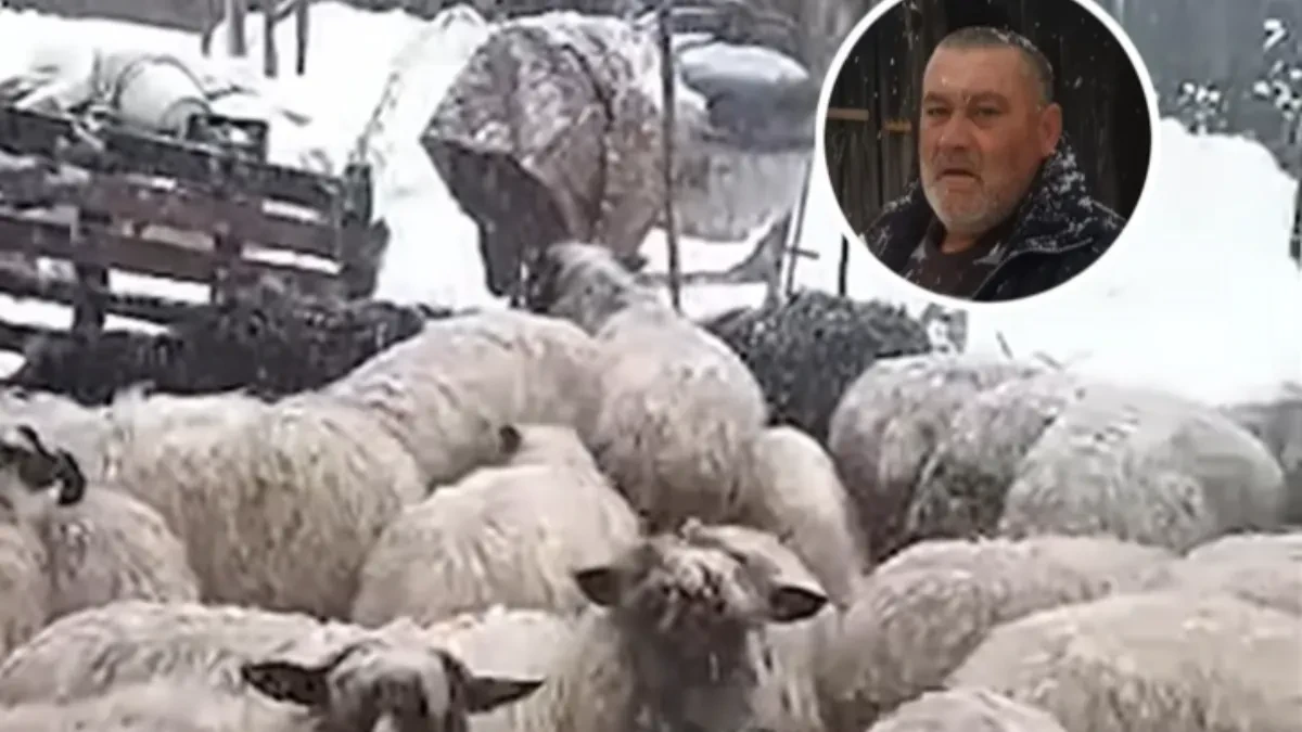Mehmed ostao bez pola stada: Srušila se zgrada i ubila mu ovce (VIDEO)