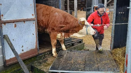 Radomir Tošić poklonio rasnu kravu Zilhanu Hadžiću iz Bosanske Krupe