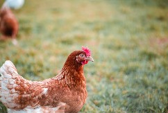 Posljedice ptičijeg gripa mogu biti razorne