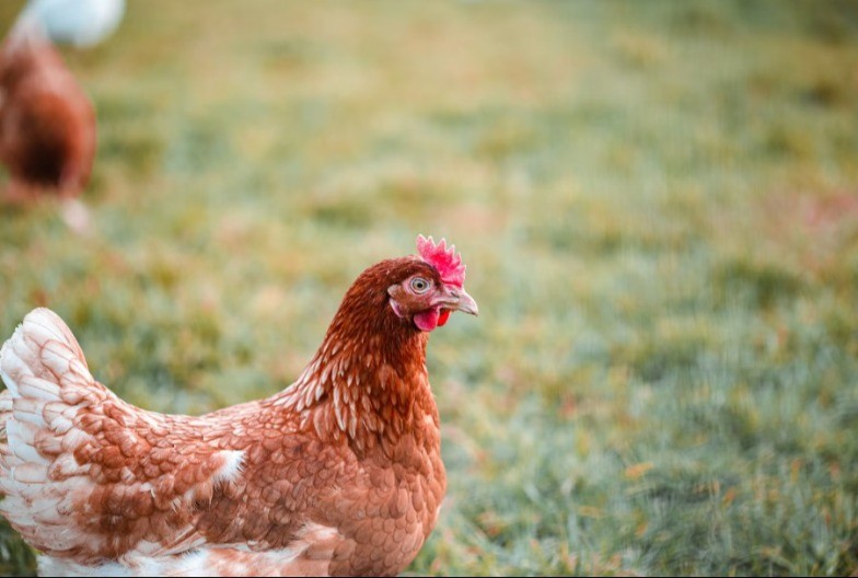 Posljedice ptičijeg gripa mogu biti razorne