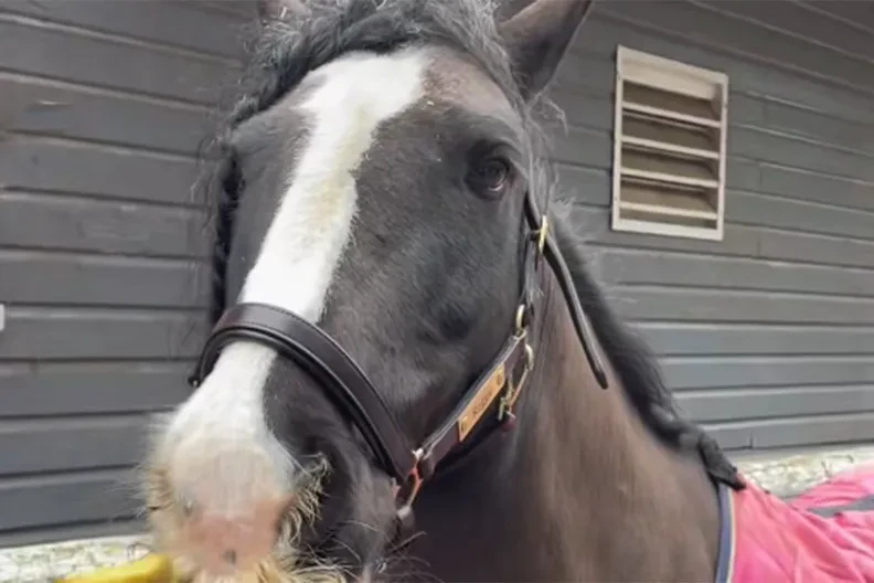 Svi pričaju o njemu: Konj sa nevjerovatnim brkovima postao hit na internetu (VIDEO)