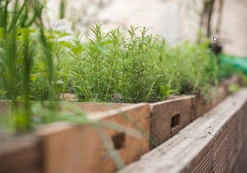 Stavite ruzmarin na ulazna vrata: Mali detalj koji unosi mir i čisti prostor