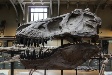 Skelet dinosaurusa ide na aukciju