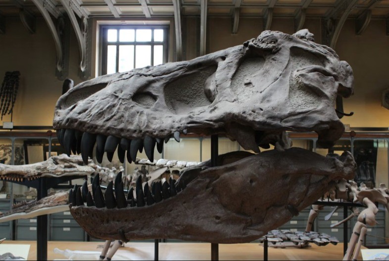 Skelet dinosaurusa ide na aukciju