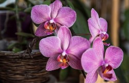 Ovo će vas iznenaditi: Evo zbog čega trebate imati orhideju u vašem domu