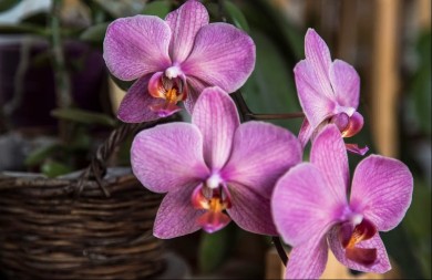 Ovo će vas iznenaditi: Evo zbog čega trebate imati orhideju u vašem domu
