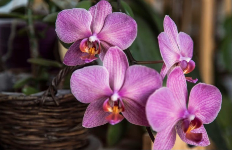Ovo će vas iznenaditi: Evo zbog čega trebate imati orhideju u vašem domu