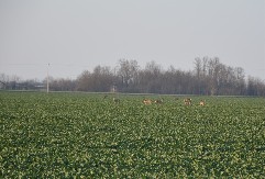 Srne u stadima uživaju u uljanoj repici