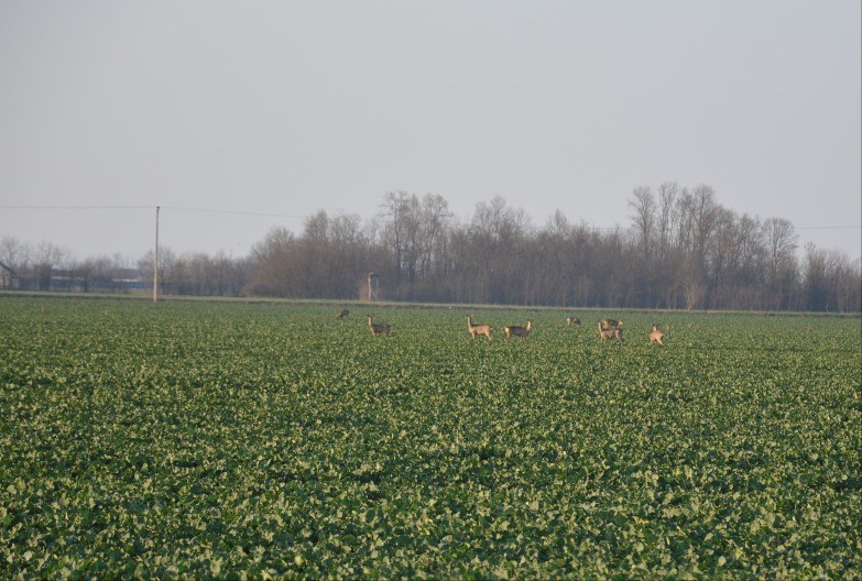 Srne u stadima uživaju u uljanoj repici