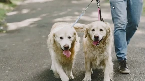 Kraj administrativnim mukama: Šta za vlasnike pasa i mačaka znači nova odluka Evropske komisije?