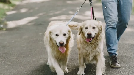 Kraj administrativnim mukama: Šta za vlasnike pasa i mačaka znači nova odluka Evropske komisije?