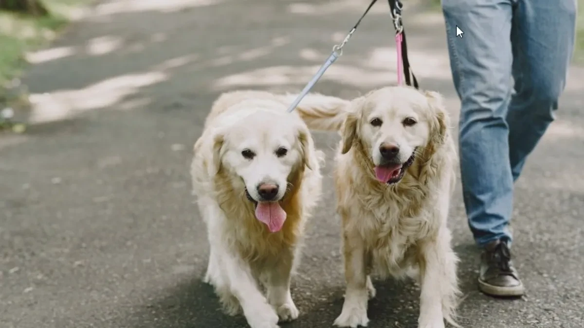 Kraj administrativnim mukama: Šta za vlasnike pasa i mačaka znači nova odluka Evropske komisije?