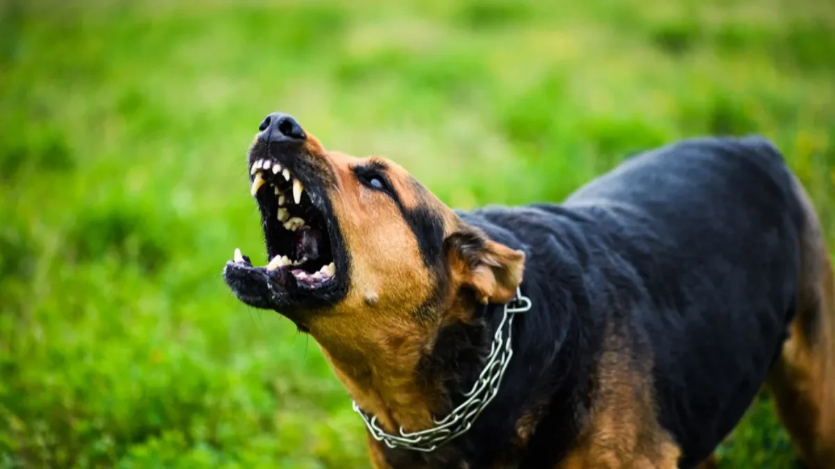 Horor u kući: Pas usmrtio bebu, majka povrijeđena u napadu
