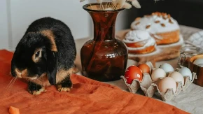 Zašto zec nikako nije simbol Vaskrsa i kako je "zalutao" u pravoslavlje