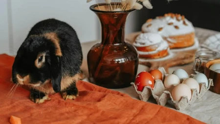 Zašto zec nikako nije simbol Vaskrsa i kako je "zalutao" u pravoslavlje