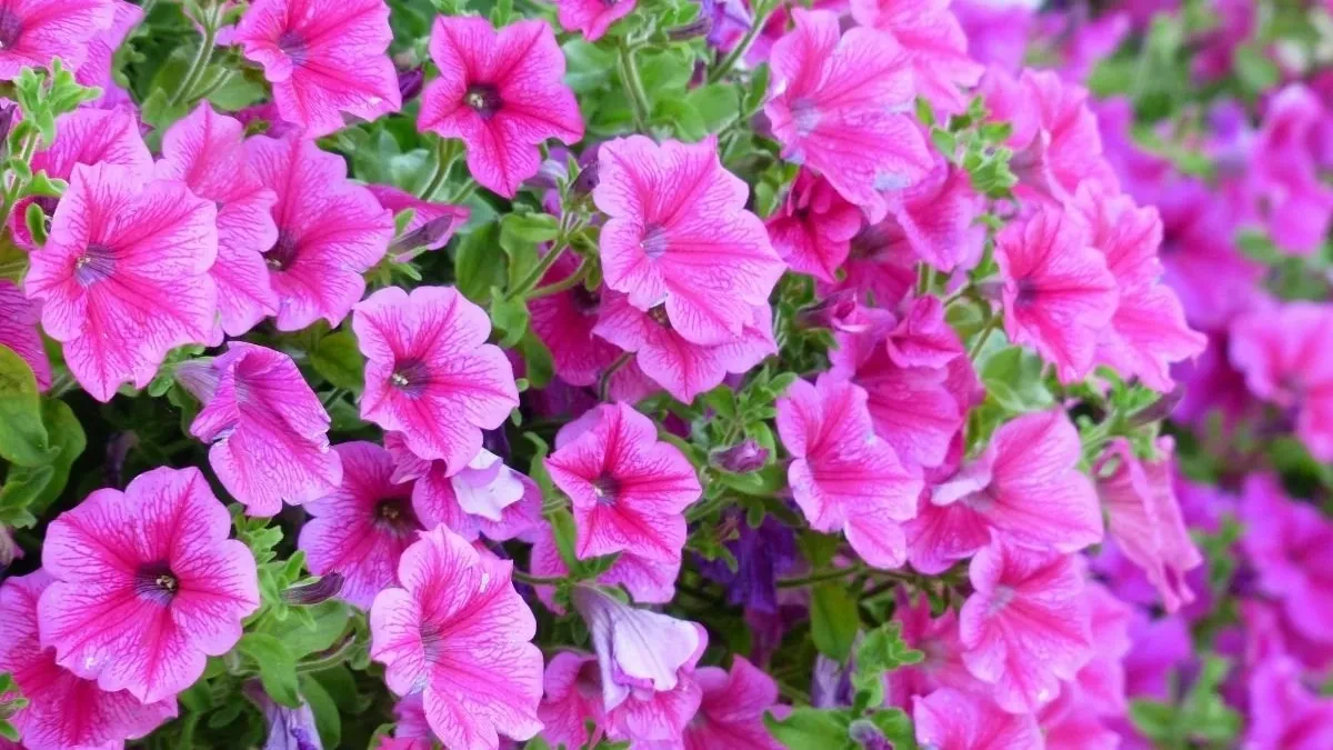 Hoćete terasu kao iz kataloga? Ovu stvar morate uraditi već u aprilu