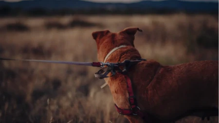 Fočak optužen za ubistvo lovačkog psa