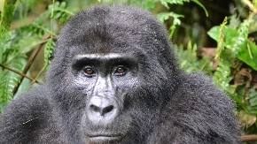Najstarija gorila na svijetu proslavlja rođendan