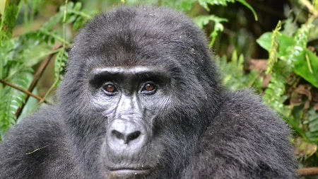 Najstarija gorila na svijetu proslavlja rođendan