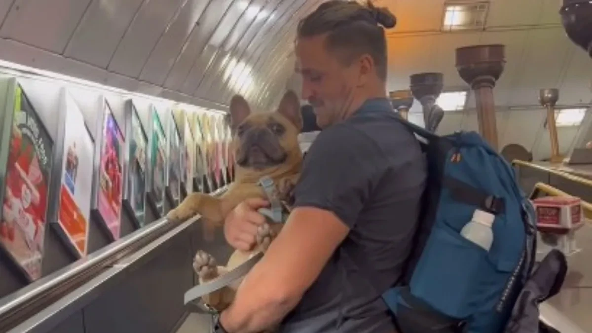 "Radio sam od jutra do večeri": Stolar dao otkaz jer njegov pas zarađuje više od njega