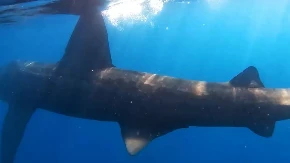 U Jadranu snimljena ajkula od sedam metara (VIDEO)