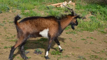 Potvrđena bruceloza: Uništeno stado koza, vlasnik u bolnici (VIDEO)