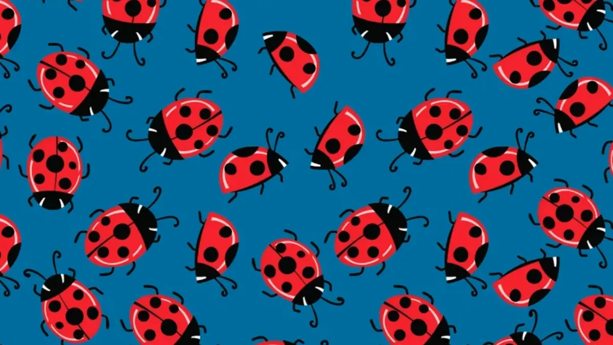 Mozgalica: Pronađite tri razlike na skrivalici sa bubamarama