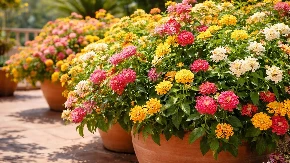 Ovo cvijeće uspijeva na najvećoj vrućini: Raste kao ludo i ne traži puno vode