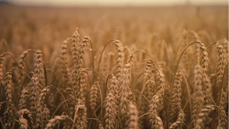 Bolesti i štetočine napadaju pšenicu i ječam, preporučena hitna zaštita usjeva