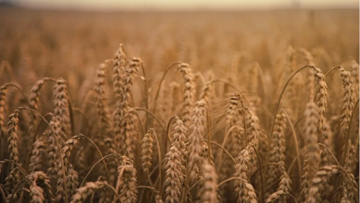 Bolesti i štetočine napadaju pšenicu i ječam, preporučena hitna zaštita usjeva