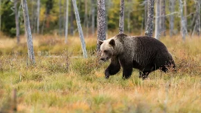 Medvjed napao muškarca dok je džogirao