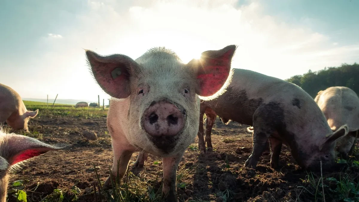 Zatvorena stočna pijaca: Potvrđena afrička kuga svinja