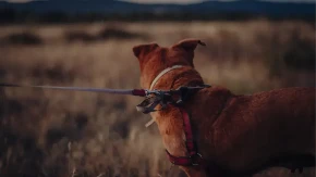 Susret sa agresivnim psom: Pravila ponašanja koja vam mogu spasiti život