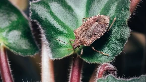 Riješite se dosadnih smrdibuba uz ove trikove