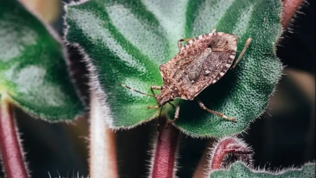 Riješite se dosadnih smrdibuba uz ove trikove