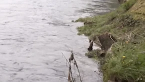 Vode Srpske: Nije data saglasnost za sječu stabala uz Vrbas, odgovornost na Gradu Banjaluka