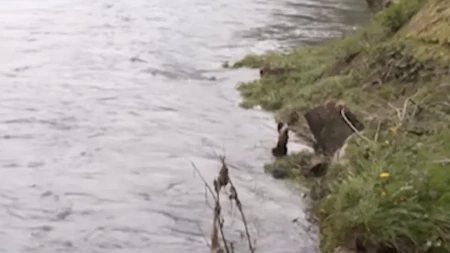 Vode Srpske: Nije data saglasnost za sječu stabala uz Vrbas, odgovornost na Gradu Banjaluka