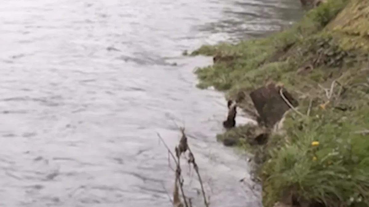 Vode Srpske: Nije data saglasnost za sječu stabala uz Vrbas, odgovornost na Gradu Banjaluka